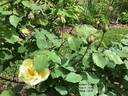 Golden Dawn rose photo