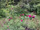Climbing Wootton rose photo