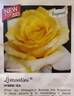 Lemontini™ rose photo
