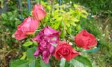 Folle Framboise ® rose photo