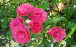 Folle Framboise ® rose photo