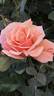 Velvet Orange rose photo