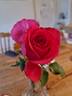Mondiale ® rose photo