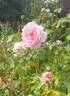 Westminster Pink rose photo