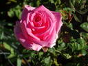 Alex Nobles rose photo