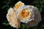 Dunn Deal rose photo