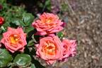 Virginian Orange Crush rose photo