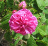 Laneii rose photo