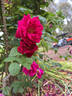 Mrs. Anthony Waterer rose photo