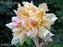 Madame E. Souffrain rose photo