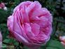 Georges Cuvier rose photo