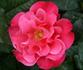 Hambleden rose photo