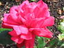 Caramba rose photo
