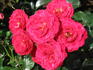 Dacapo rose photo