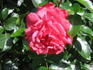Fassadenzauber rose photo