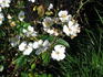 Silver River rose photo