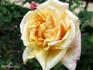 Madame E. Souffrain rose photo