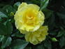 Bayerngold ® rose photo