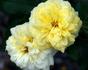Polly Sunshine rose photo