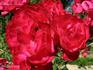 Bengale Rouge rose photo