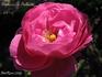 Duchesse de Galliera rose photo