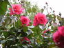 Pink Ocean ® rose photo