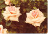 Emily rose photo