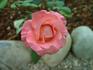 Corina rose photo
