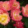 Masquerade rose photo