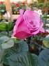 The Scotsman™ rose photo