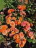 Don Pacello rose photo