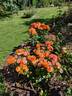 Don Pacello rose photo