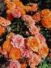 Don Pacello rose photo