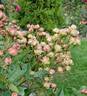 Suse rose photo
