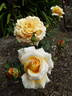 SAS Golden Jubilee rose photo