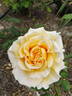 SAS Golden Jubilee rose photo