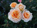 Golden Freelander rose photo