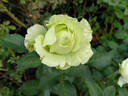 Green Romantica ® rose photo