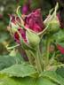 Le Havre rose photo