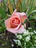 Prince de Bulgarie rose photo