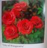 City of Wangaratta rose photo
