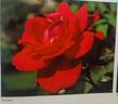 Ferline rose photo