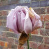 Blue Moon, Cl. rose photo