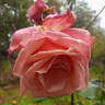 Blessings rose photo