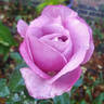 Moody Blue rose photo