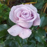 Blue Diamond rose photo