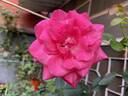 Big Momma rose photo