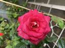 Big Momma rose photo
