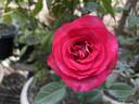 Big Momma rose photo