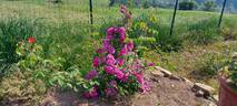 Futtaker Schlingrose rose photo